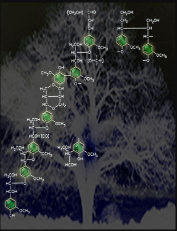 Lignin là gì